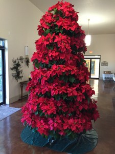 Poinsettia Tree