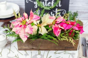 bright pink poinsettias in box 