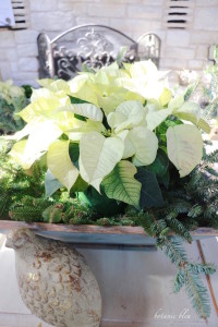 white poinsettias arranged in wood box