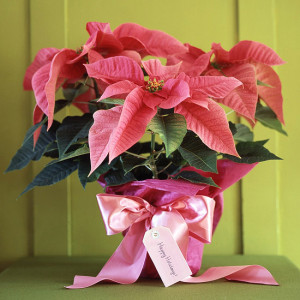 pink poinsettia wrapped with a bow for a gift