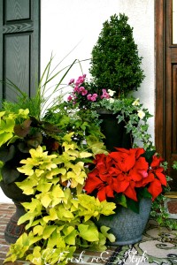 poinsettia in planter with other greenery at front door
