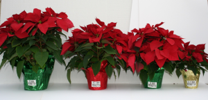 poinsettiasizes